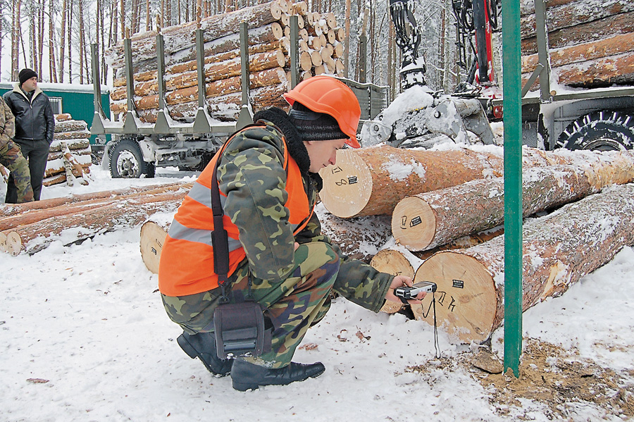 Чи не «обміліє» валютний потік від продажу деревини — залежить не лише від лісівників. Фото автора